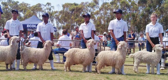 Calitzdorp learners display their skills at agriculture youth shows2